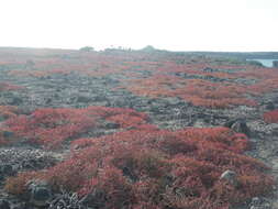 Image of Galapagos carpetweed