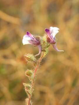 Image of Kickxia lanigera (Desf.) Hand.-Mazz.