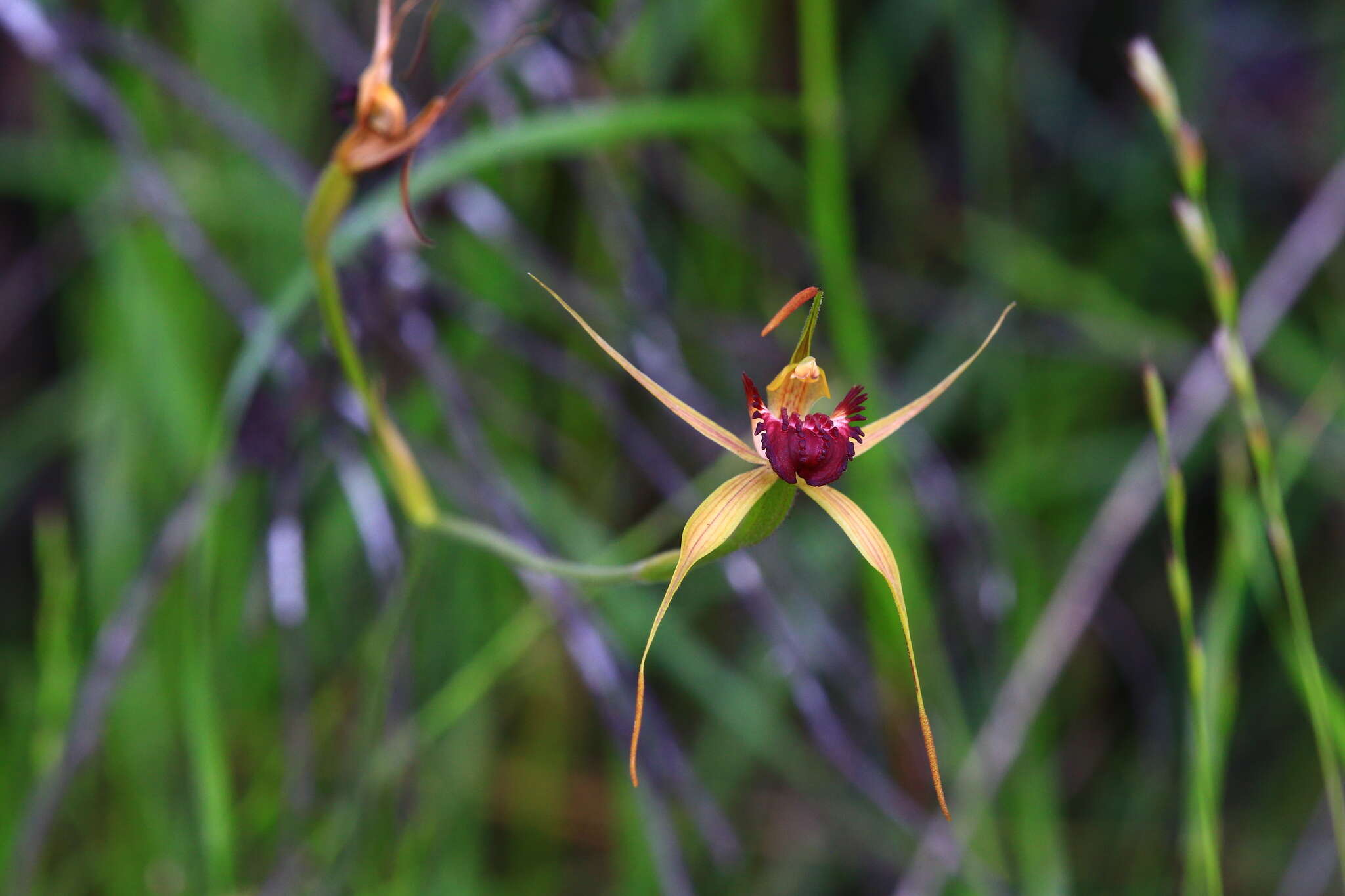 Image of Swamp spider orchid