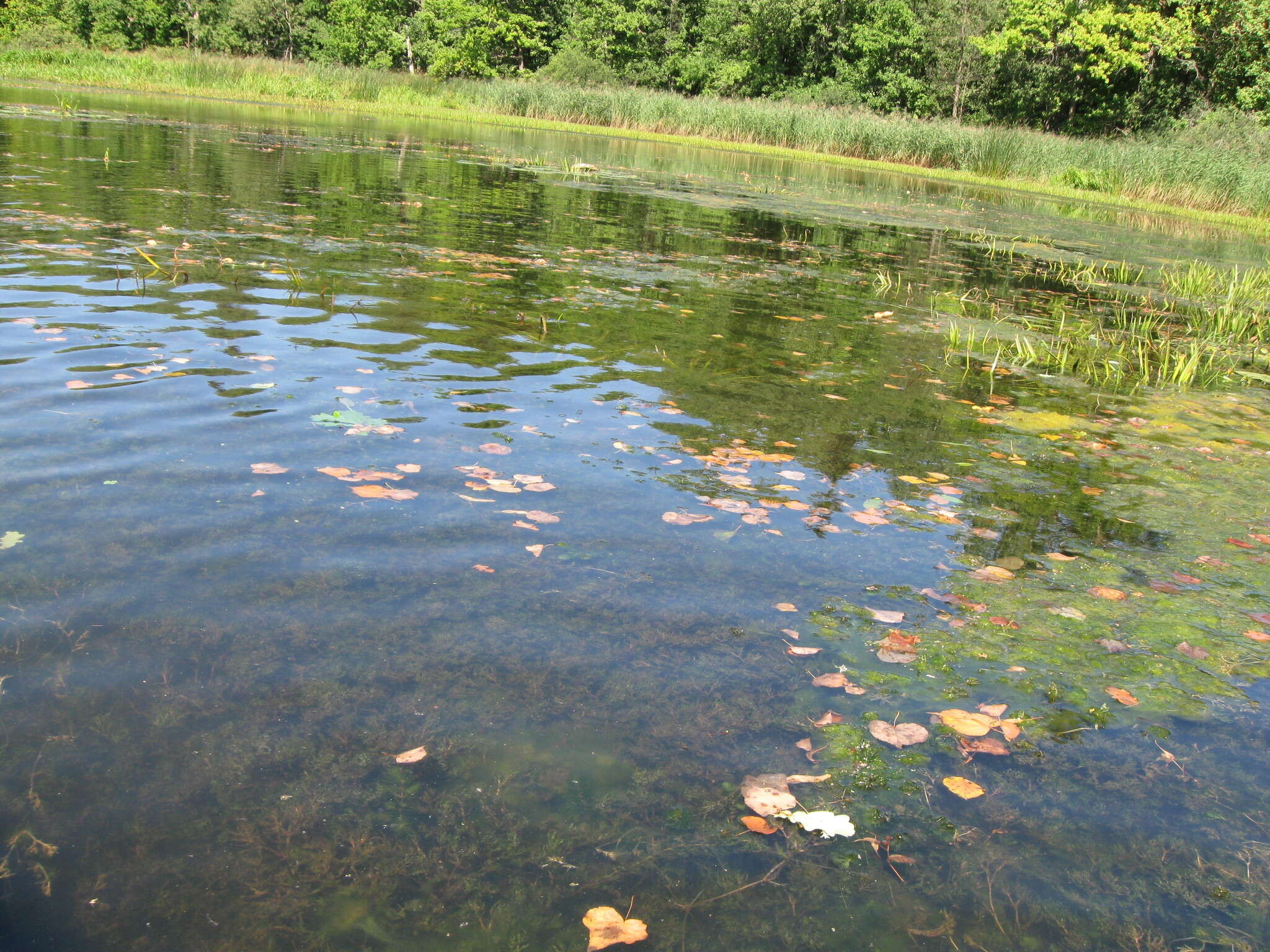 Image of Najas marina subsp. marina