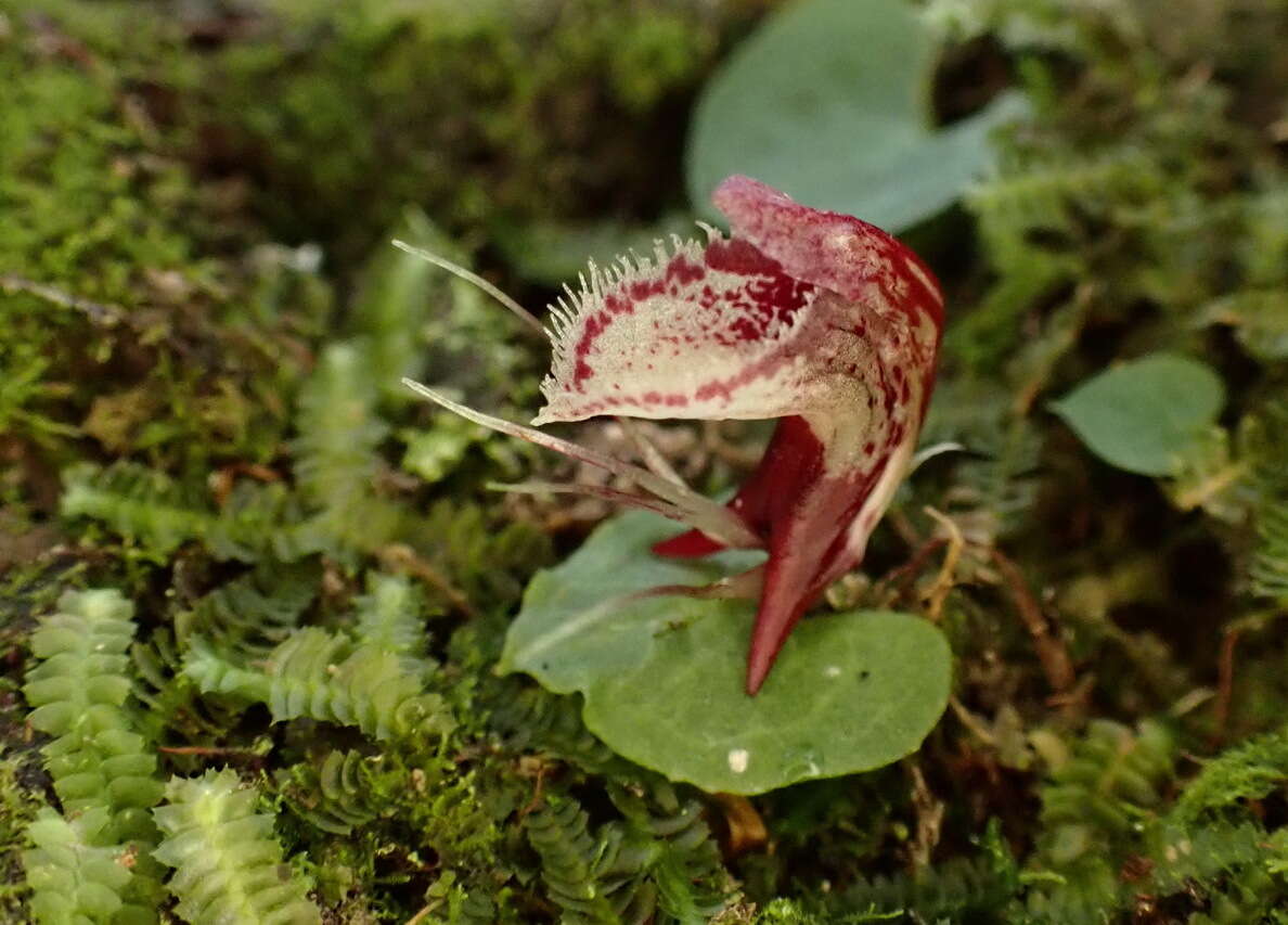 Image of Corybas taiwanensis T. P. Lin & S. Y. Leu