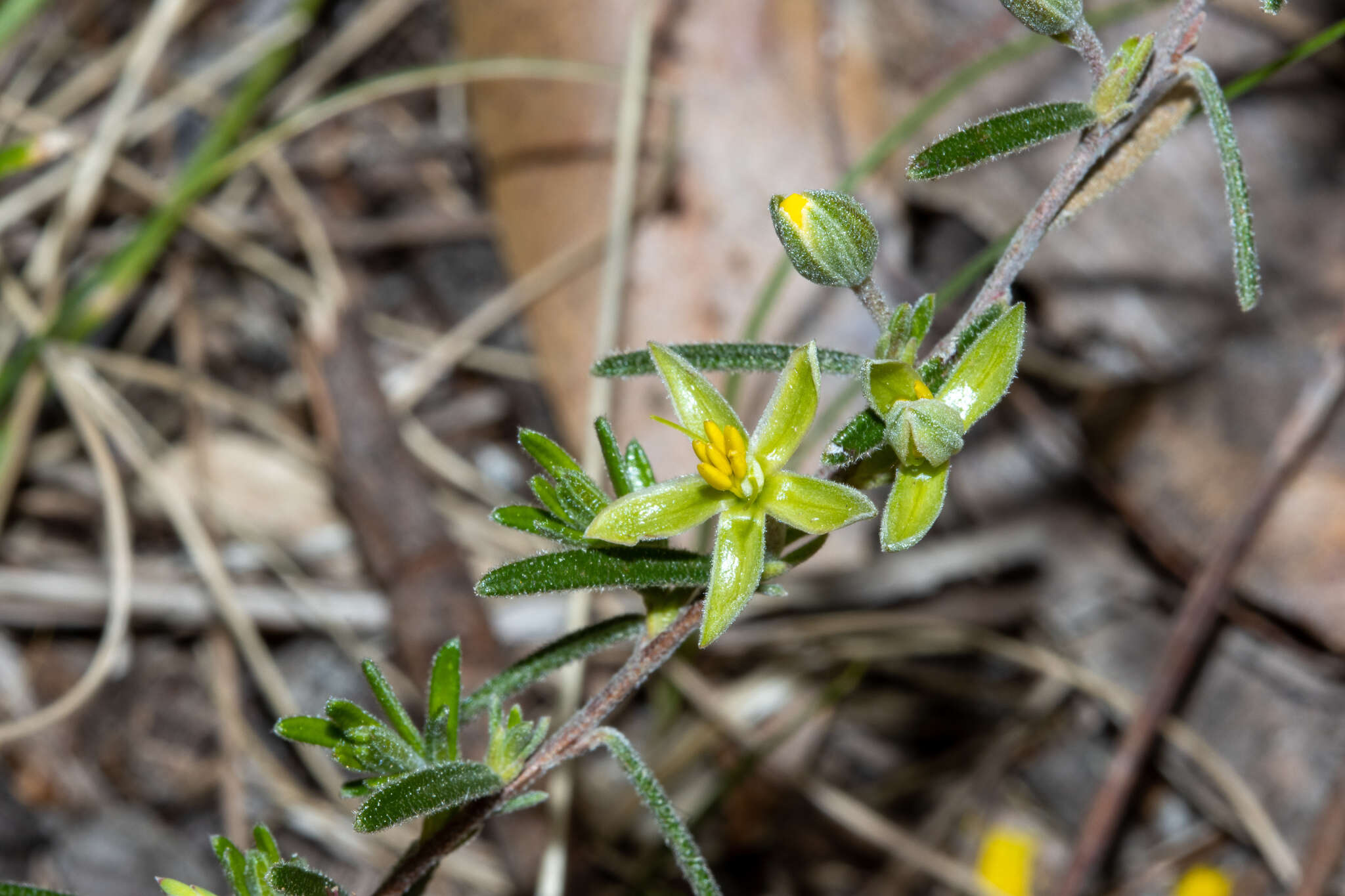 Image of Hibbertia australis N. A. Wakefield