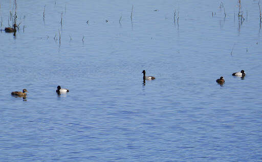 Image of Lesser Scaup