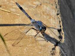 Image of Long Skimmer