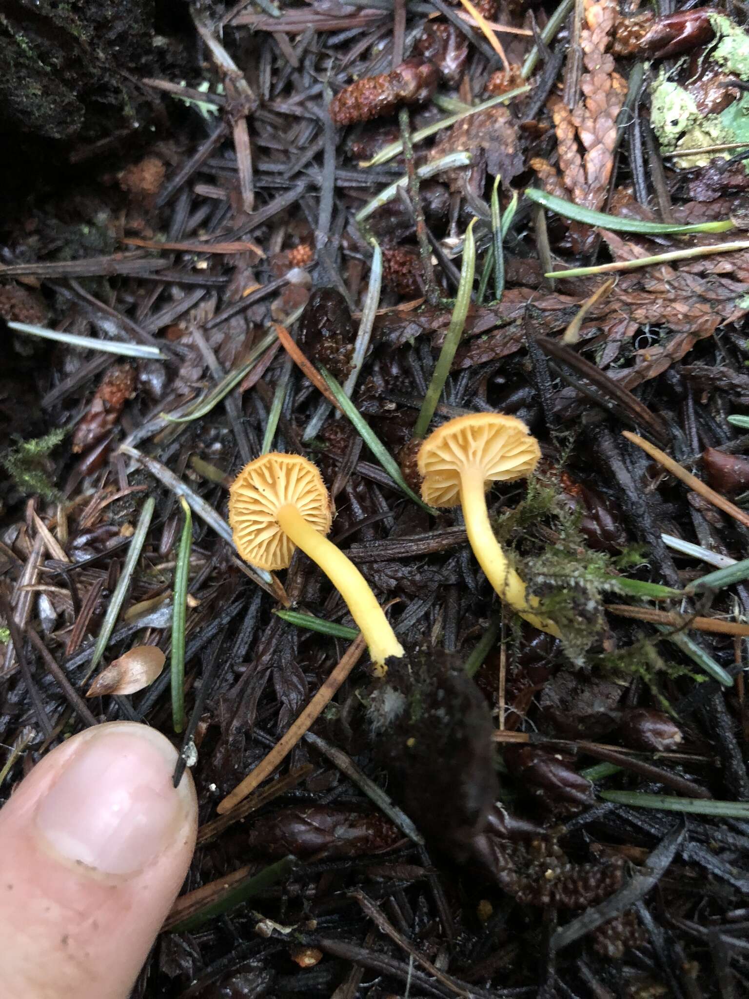 Image of Chrysomphalina aurantiaca (Peck) Redhead 1987