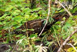 Image de Canachites canadensis franklinii (Douglas 1829)