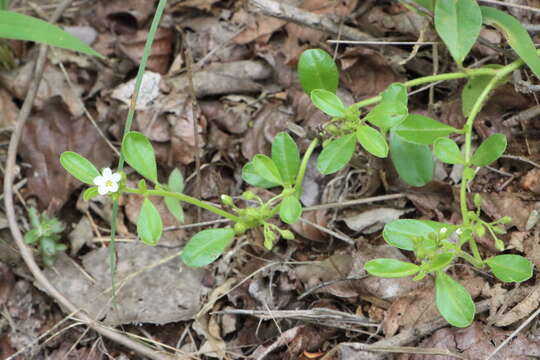 Image of Limeum viscosum subsp. transvaalense Friedr.