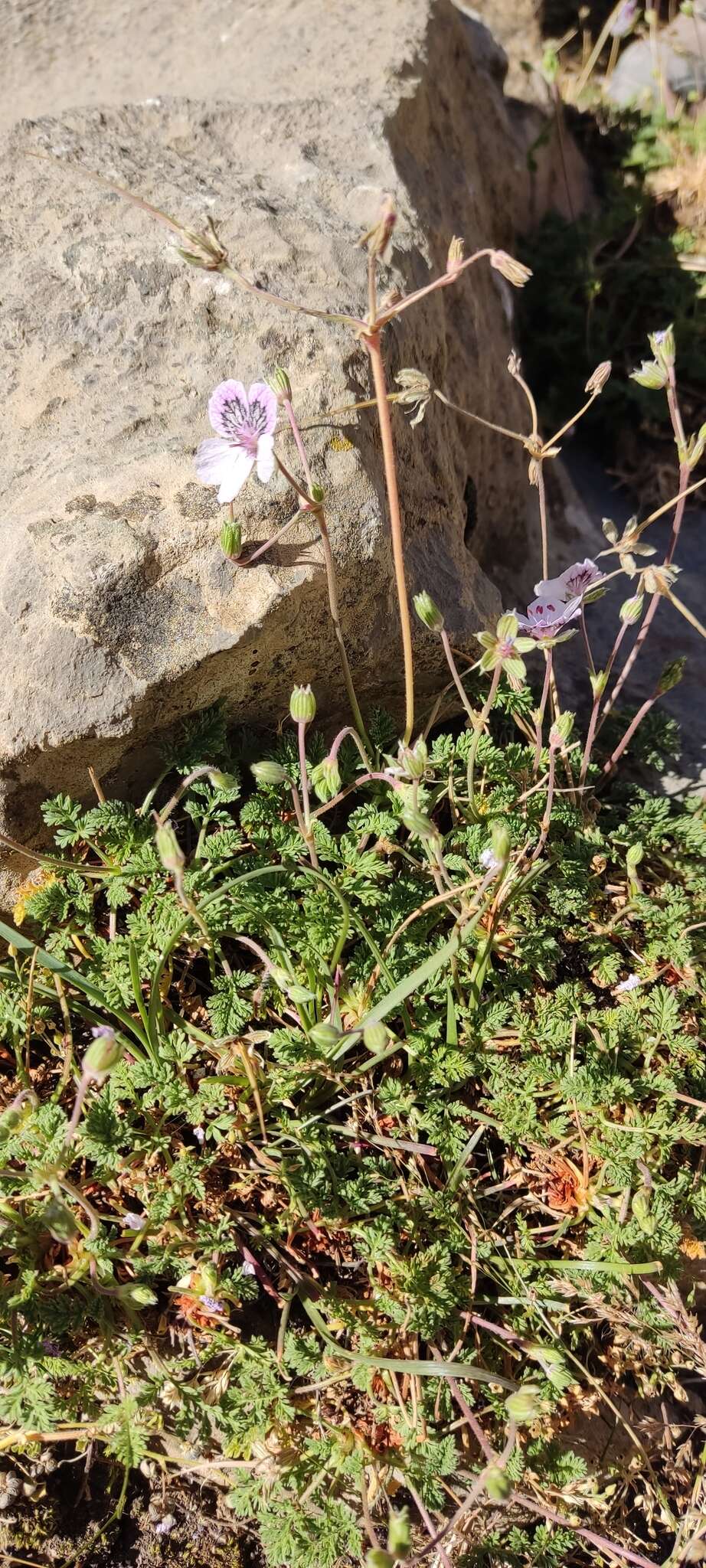 Sivun Erodium glandulosum (Cav.) Willd. kuva