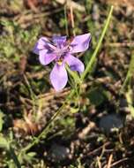 Image of Moraea lugubris (Salisb.) Goldblatt