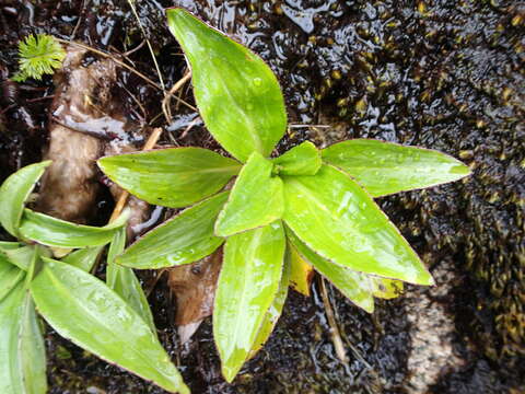 Image of Celmisia holosericea (Forst. fil.) Hook. fil.