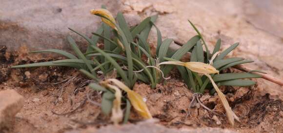 Image of Ixia acaulis Goldblatt & J. C. Manning