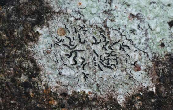 Imagem de Halegrapha mucronata (Stirt.) Lücking