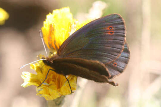 <i>Erebia pronoe vergy</i>的圖片