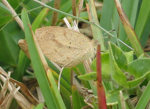 Image of Barred Yellow