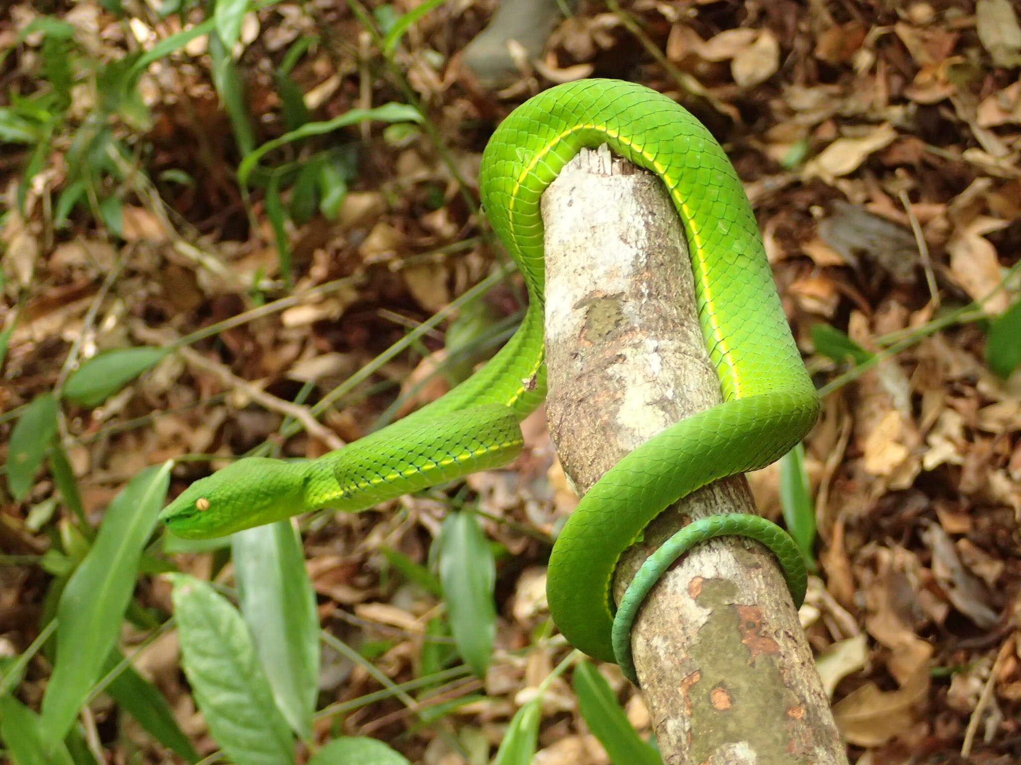 Image of Trimeresurus vogeli David, Vidal & Pauwels 2001