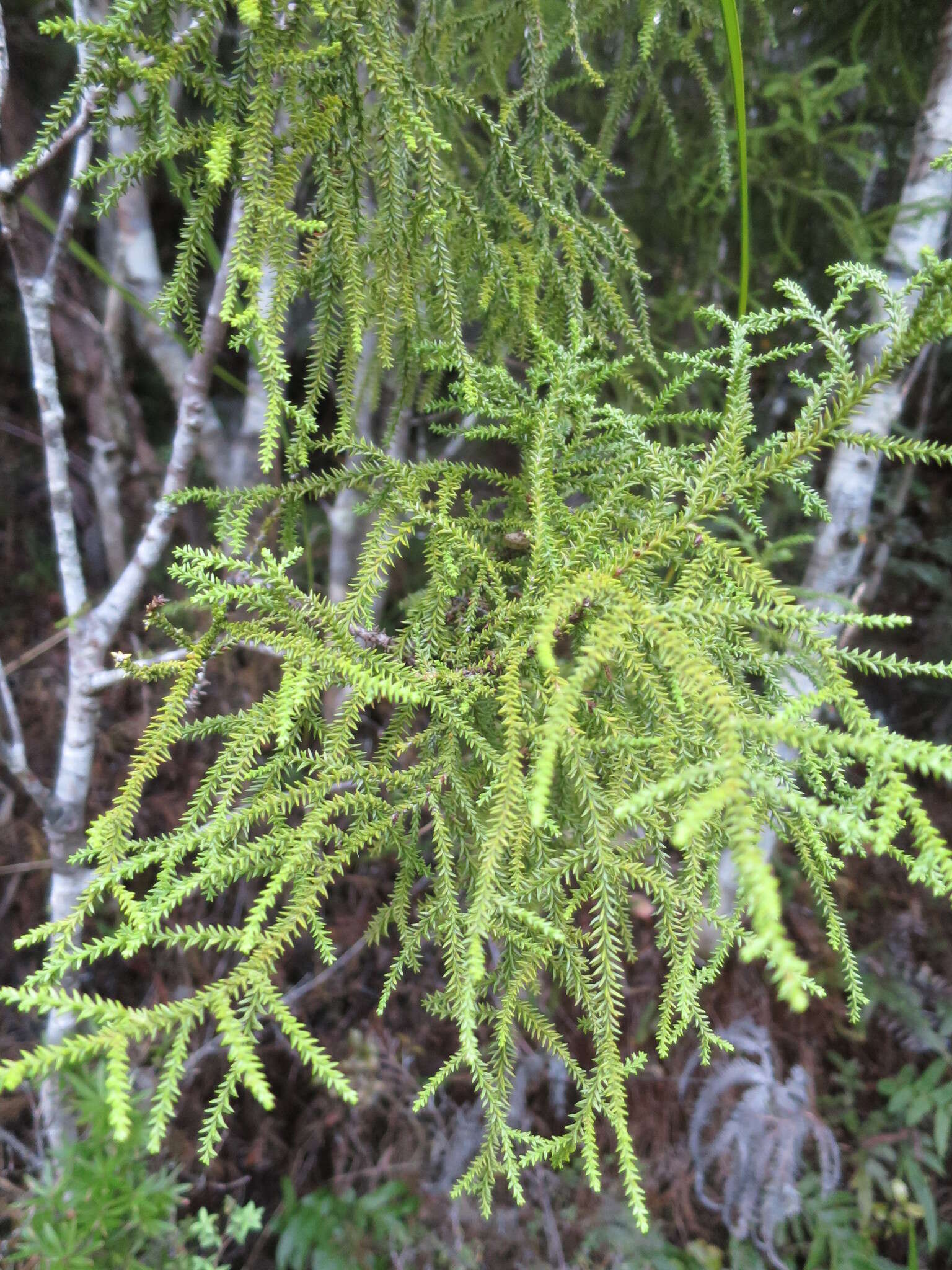 Image of Silver Pine