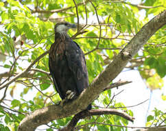 Haliaeetus vociferoides Des Murs 1845 resmi