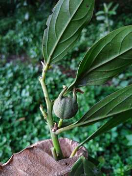 Image of Styloceras laurifolium (Willd.) Kunth