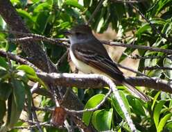 Image of Ash-throated Flycatcher