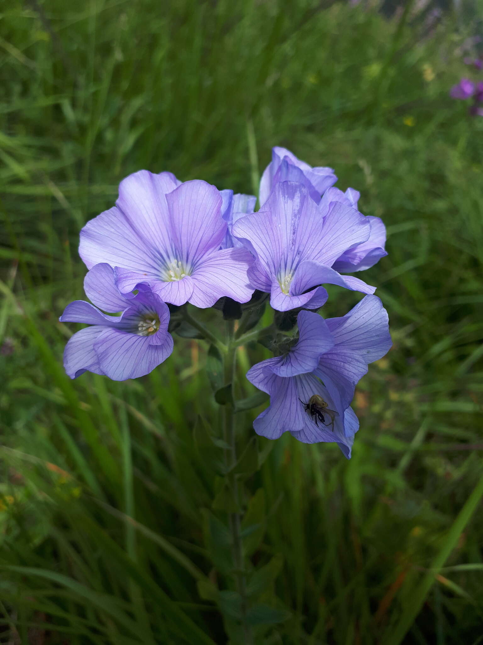 Linum hypericifolium Salisb. resmi