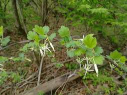 Image of Missouri gooseberry