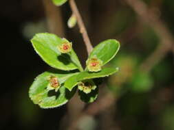 Image of Spiraea prunifolia var. pseudoprunifolia (Hayata ex Nakai) H. L. Li