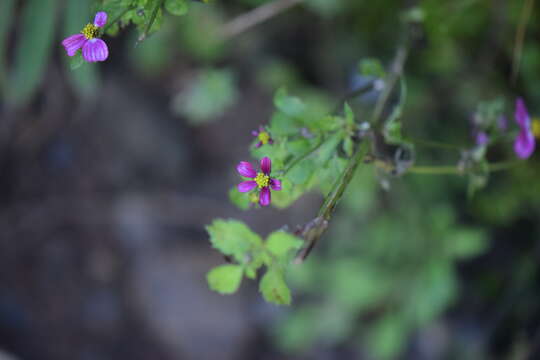 Image of Bidens clavata R. Ballard