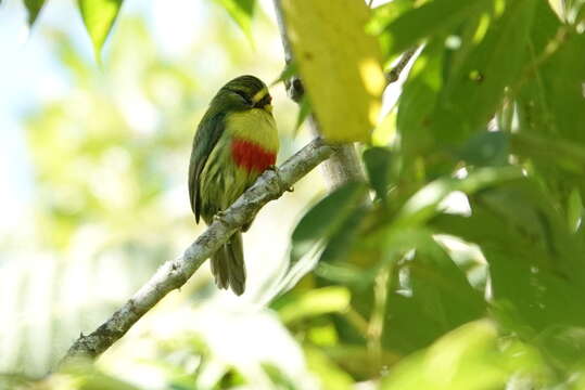 Image of Blue-moustached Barbet