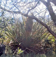 Image of foothill beargrass