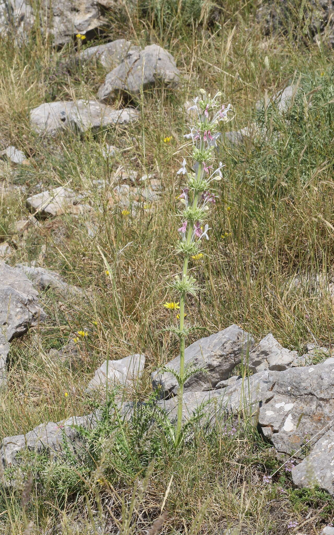 Image of Morina persica L.