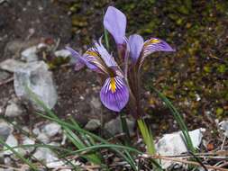 Image of Iris unguicularis subsp. cretensis (Janka) A. P. Davis & Jury