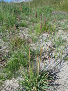 Image of alpine timothy