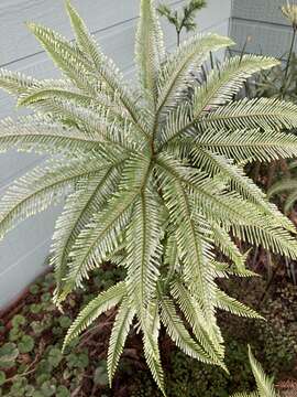 Image of Shiny Fan Fern