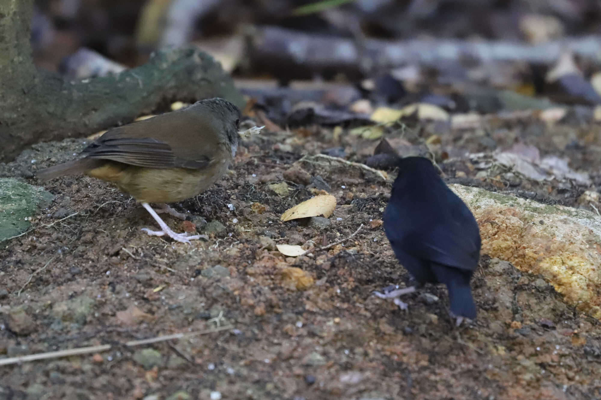 Image of St Lucia Black Finch