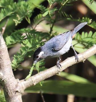 Image of White-eared Conebill