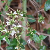 Image of Graptophyllum spinigerum F. Muell.