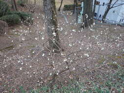 Plancia ëd Edgeworthia chrysantha Lindl.