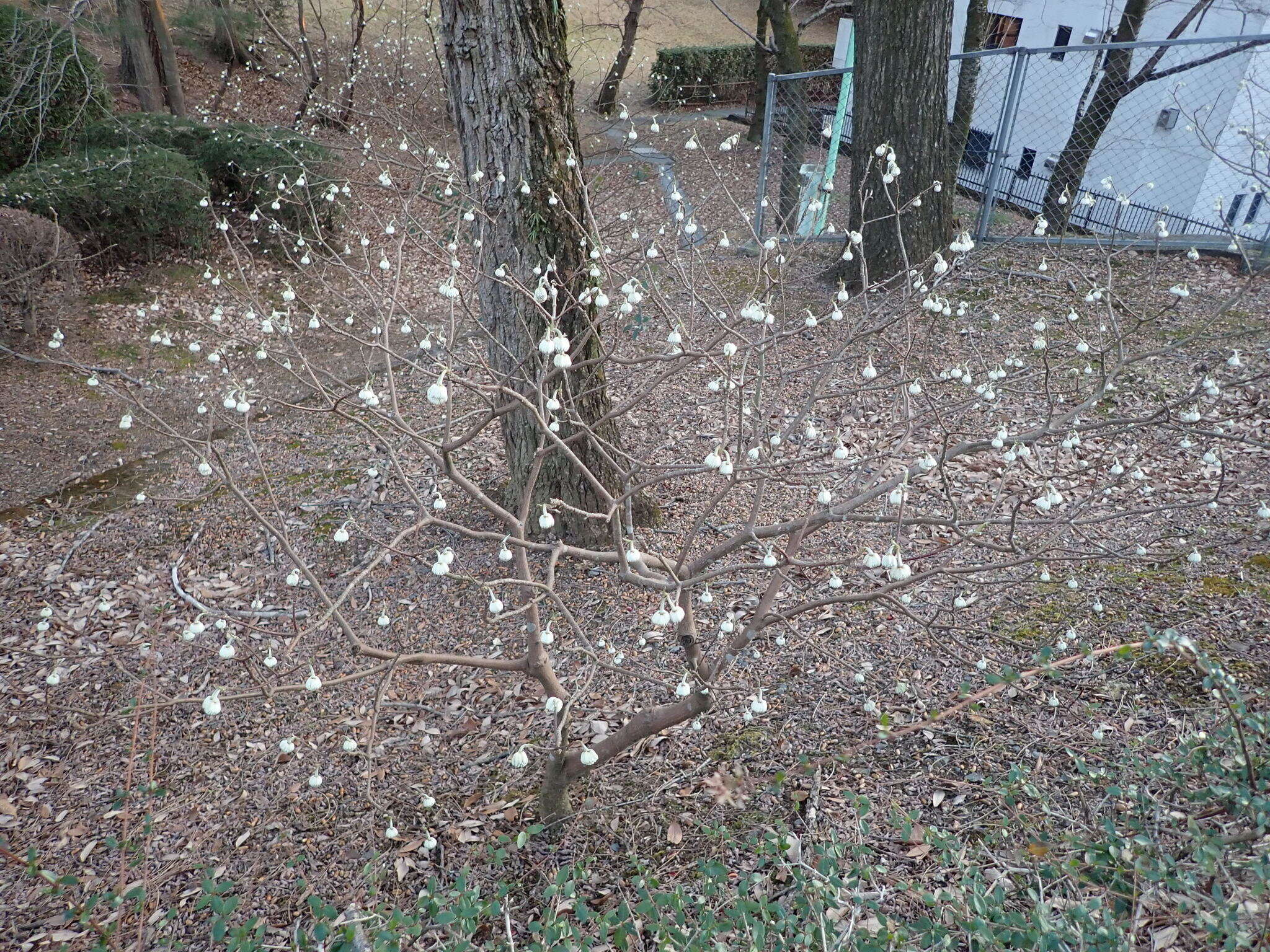 Plancia ëd Edgeworthia chrysantha Lindl.