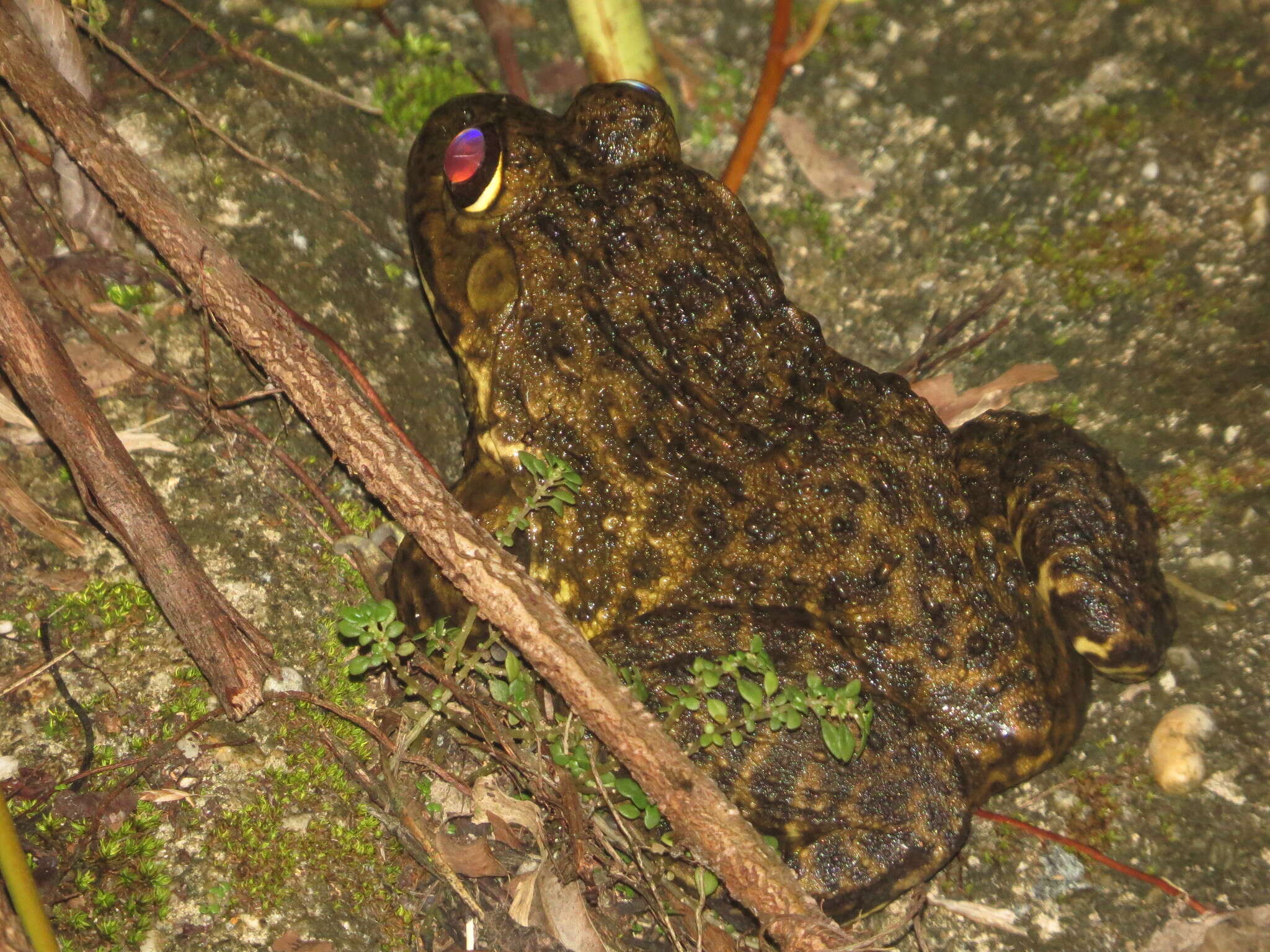 Imagem de Hoplobatrachus rugulosus (Wiegmann 1834)