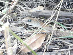 Imagem de Psammophis mossambicus Peters 1882