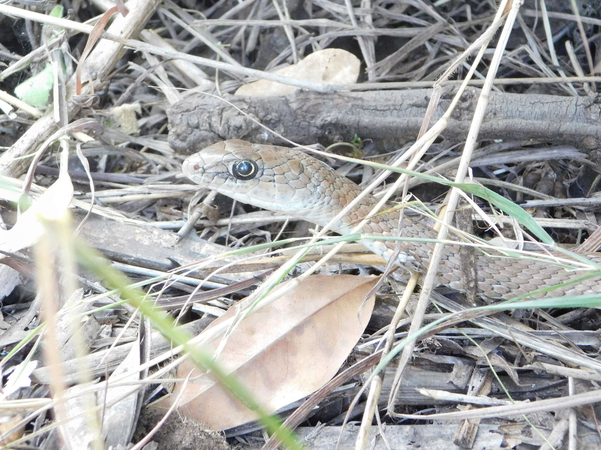 Imagem de Psammophis mossambicus Peters 1882