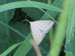 Imagem de Polypogon tentacularia Linnaeus 1758