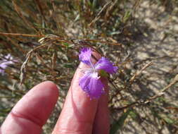 Слика од Dianthus gallicus Pers.