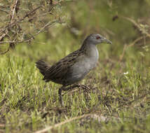 Image of Ash-throated Crake