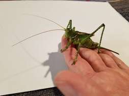 Image of Greater Arid-land Katydid