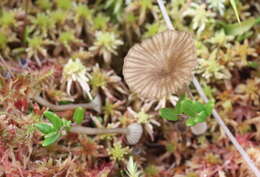 Image of Arrhenia sphagnicola (Berk.) Redhead, Lutzoni, Moncalvo & Vilgalys 2002