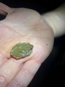 Image of Mountain Chorus Frog