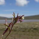 Image of Gayophytum micranthum (Presl) Hook. & Arn.