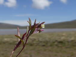 Image of Gayophytum micranthum (Presl) Hook. & Arn.