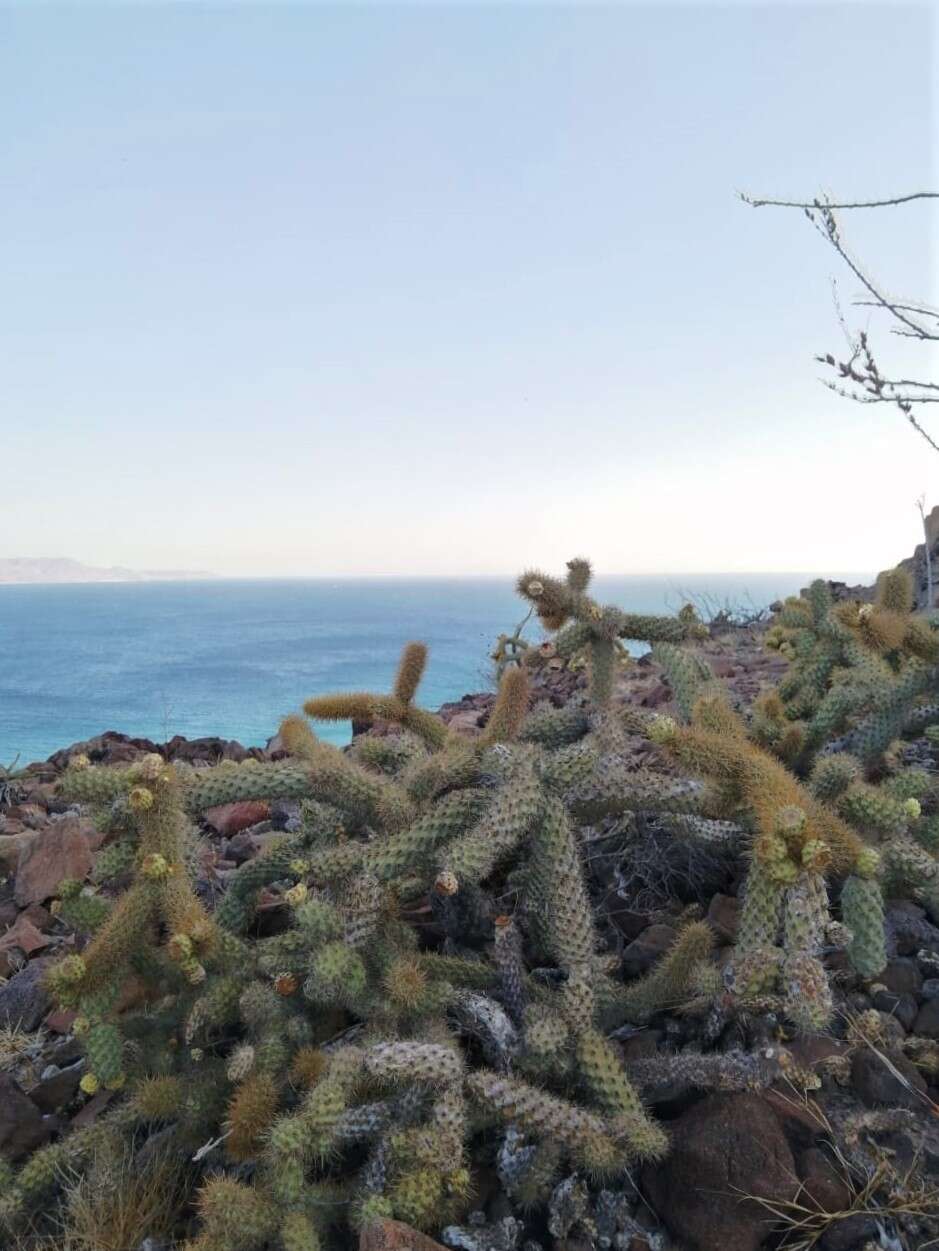 Image of Cylindropuntia alcahes var. burrageana (Britton & Rose) Rebman